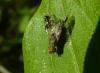Tephritis neesii